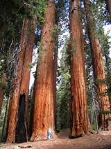 Pictures of Redwood Types Of Wood