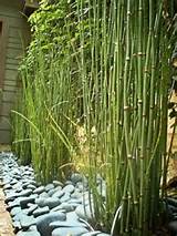 Pictures of Bamboo Landscape Plants
