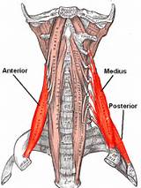 Images of Back Muscle Exercise