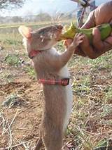 Gambian Pouched Rat Photos