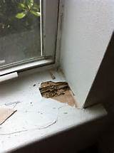 Pictures of Termite Damage And Homeowners Insurance