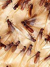 Do I Really Need Termite Protection Images