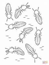 Pictures of Termite Coloring Page