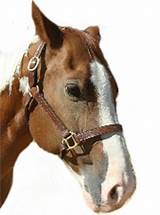 Cheap Horse Halters For Sale Photos