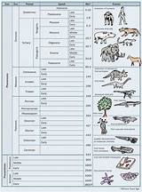 Photos of Fossils Geologic Time Scale