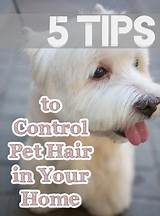 How To Control Dog Hair In Your House Pictures