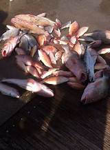 Outta Control Fishing Charters