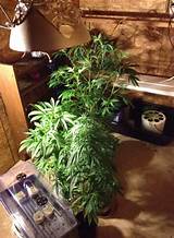 Pictures of How To Grow Good Marijuana Indoors