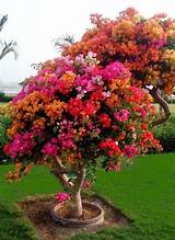 Flowers Tree Photo Images