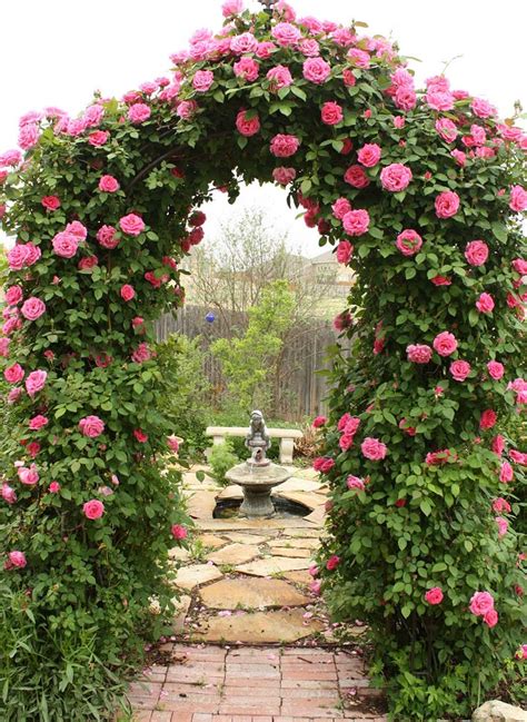Pictures of Best Climbing Roses For Trellis