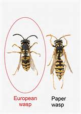 Queen Wasp Compared To Normal Wasp Photos