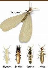 Termite Wings Fall Off Pictures
