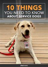 Photos of How To Train Your Dog To Be A Service Animal
