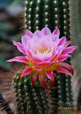Pink Cactus Flower Images