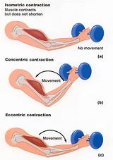 Muscle Joint Exercise Images