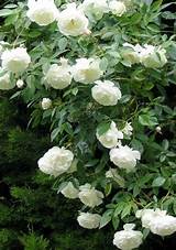 Climbing White Rose Photos