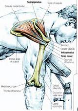 Rotator Cuff Muscle Exercise