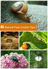 Images of Natural Garden Pest Control