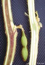 Sds Soybean Treatment Pictures