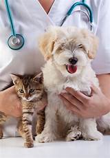 Morrisville Veterinary Clinic Pictures