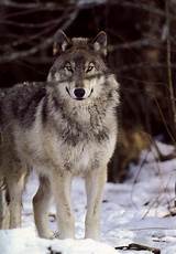 Where Can Wolves Be Found Images