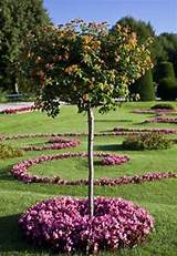 Small Flowering Trees Florida Images