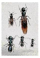 Pictures of Carpenter Ant Life Cycle