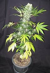 Pictures of Buy Marijuana Plants Online