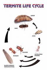 Termite Stages Pictures