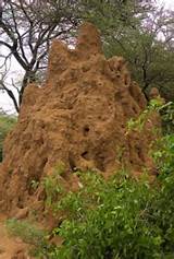 Termite Habitat Facts