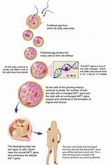 Pictures of In Gene Therapy