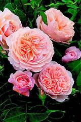 Most Fragrant Climbing Roses Photos