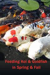 Photos of When To Feed Koi Fish In Spring