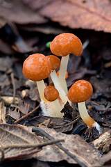 Images of Mushroom Class