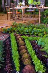 Photos of Backyard Vegetable Garden Design