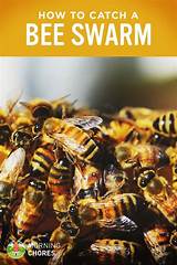 Photos of Youtube Honey Extractors