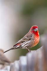 Pictures of House Finch Pair