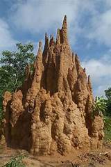 Termite Mound Cast Images