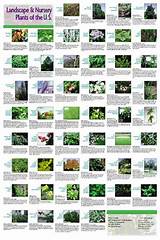 Landscape Plants Names