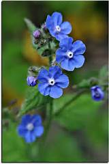 Pretty Blue Flowers