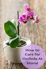 How To Take Care Of Orchids Ice Cubes Photos
