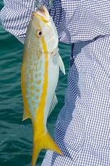 Images of Fish In Key West