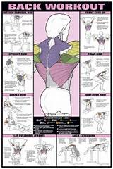 Workout Exercises In Gym