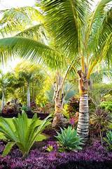 Images of Tropical Landscaping