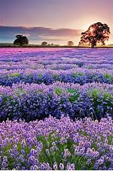 Pictures of Field Of Purple Flowers Pictures