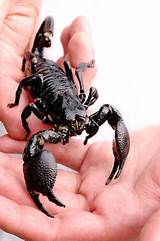 Scorpion Stings Home Remedies Pictures