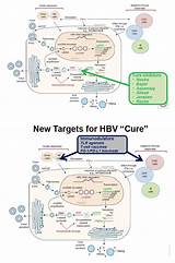 New Treatment For Hbv Images