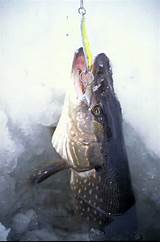 Images of Pike Fishing Alaska Lakes