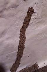 Termite Microwave Photos