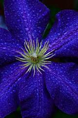 Deep Blue Flowers